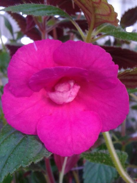  - achimenes 007 iem1985 2020