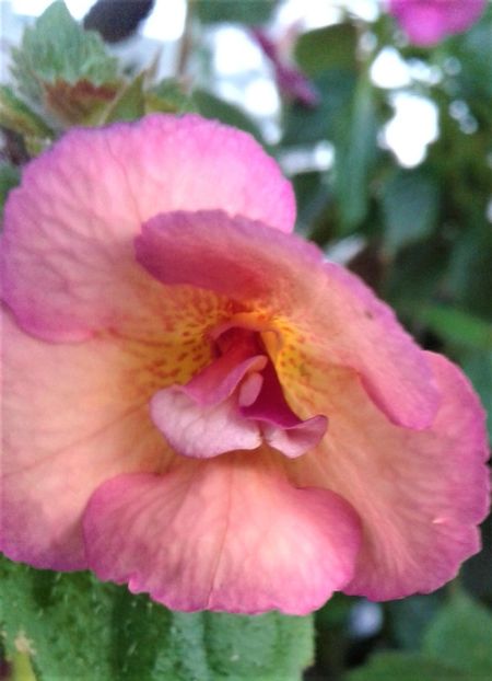  - achimenes 007 iem1985 2020