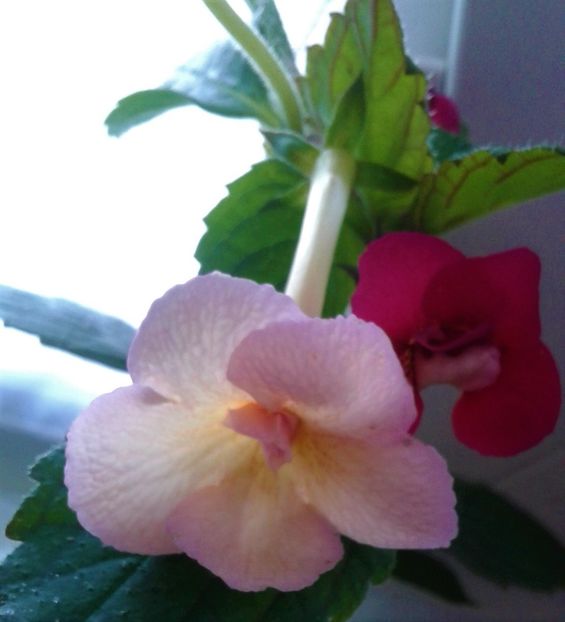  - achimenes 007 iem1985 2020