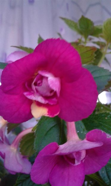  - achimenes 007 iem1985 2020