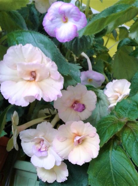  - achimenes 007 iem1985 2020
