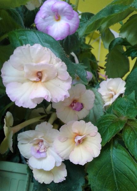  - achimenes 007 iem1985 2020