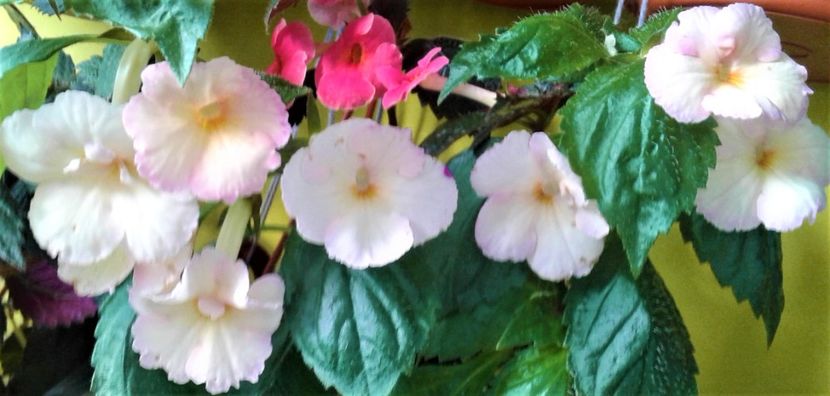  - achimenes 007 iem1985 2020