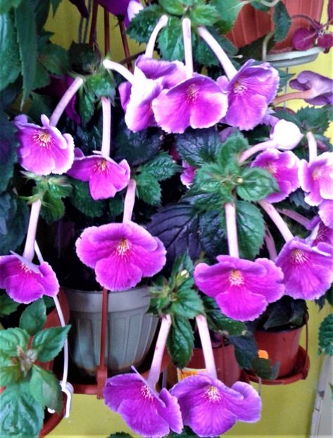  - achimenes 007 iem1985 2020