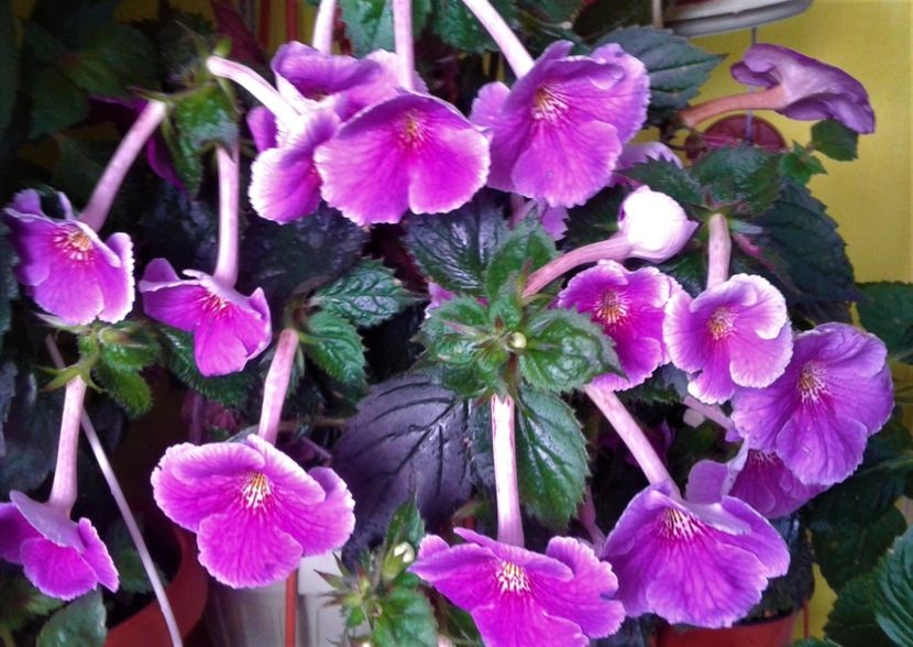  - achimenes 007 iem1985 2020