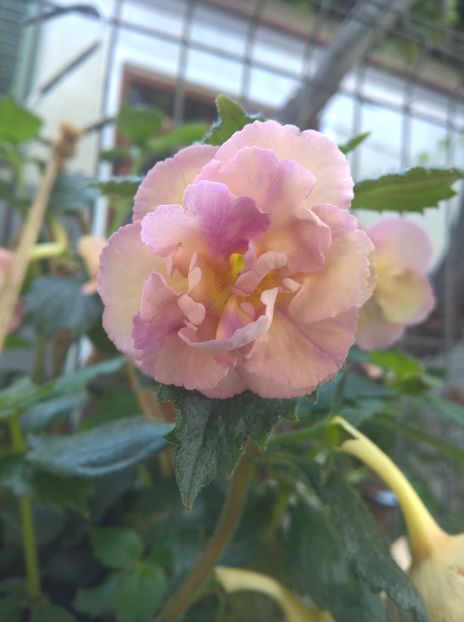  - Yellow English Rose