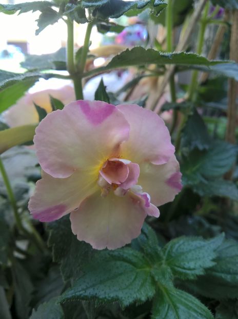  - Yellow English Rose
