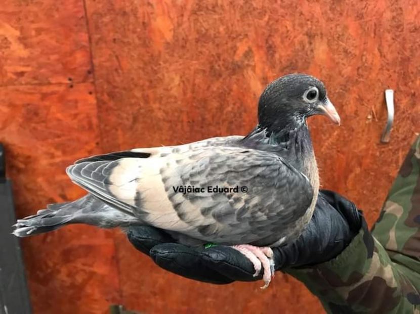  - NU AMI APARTIN 2020