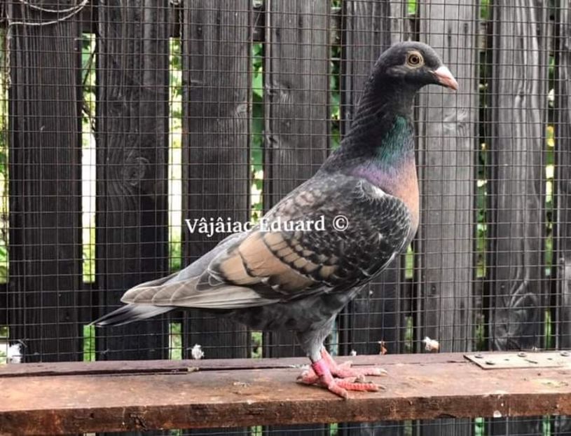  - NU AMI APARTIN 2020