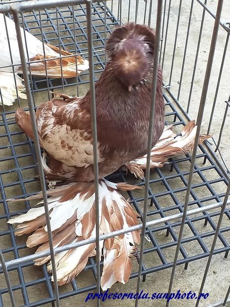 vândut SB - Porumbei VÂNDUȚI