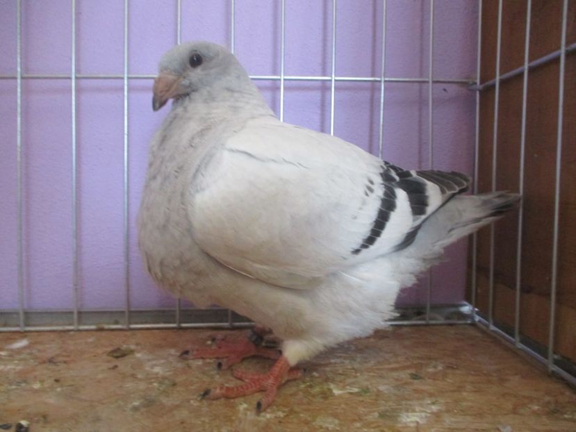 03071-20 - Tineret 2020