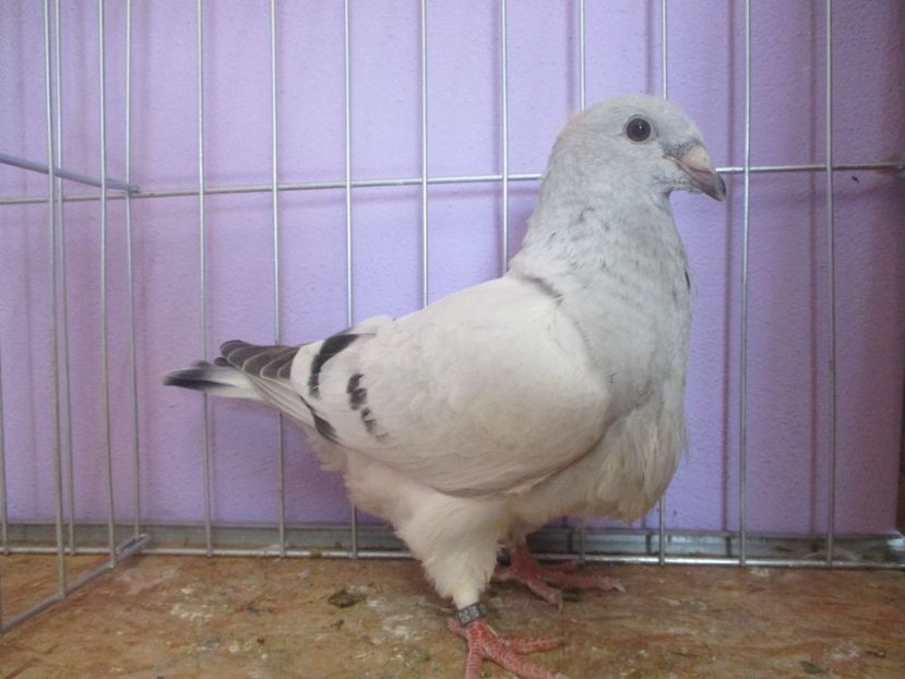 03055-20 - Tineret 2020