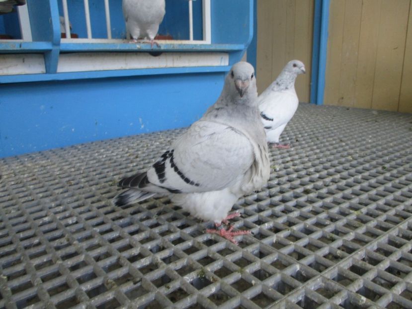 03057-20 - Tineret 2020