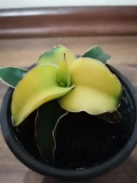 Sansevieria star canary - Sansevieria