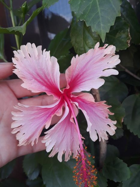 hawaian salmon - 45 lei rezervat - poze