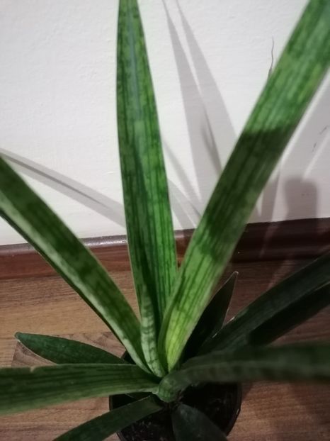 Sansevieria pixel green - Sansevieria