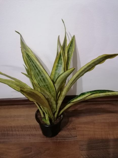 Sansevieria aubritiana lauren - Sansevieria