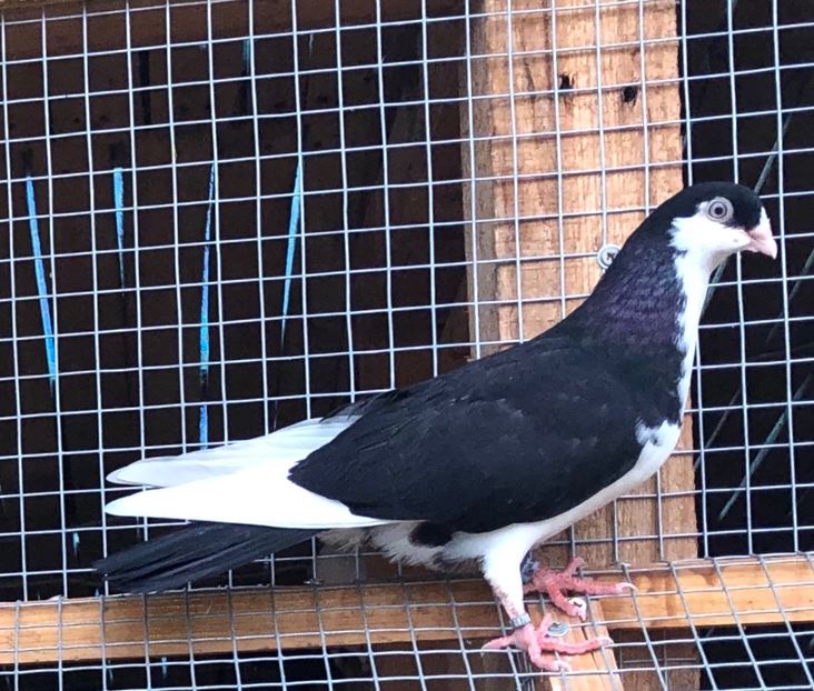 Mascul  2020 - 00000001 pe afară