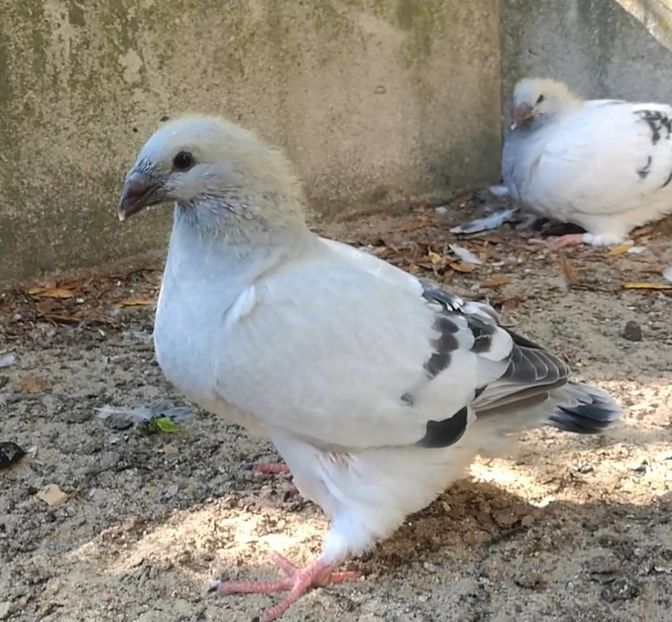 PL20-JRS 44 - g- MLODE-2020 - Youth