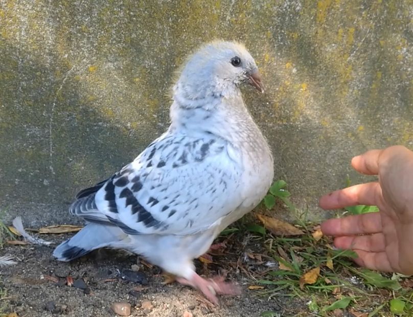  - g- MLODE-2020 - Youth