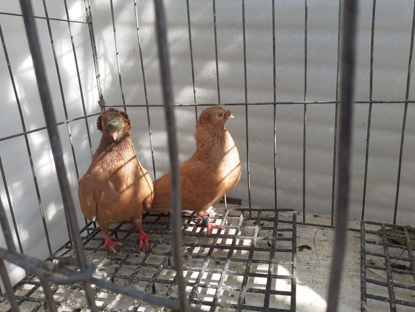  - 8-Jucatorii de Ardeal vechi