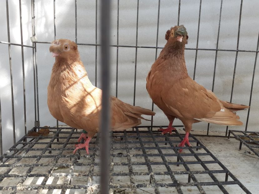  - 8-Jucatorii de Ardeal vechi