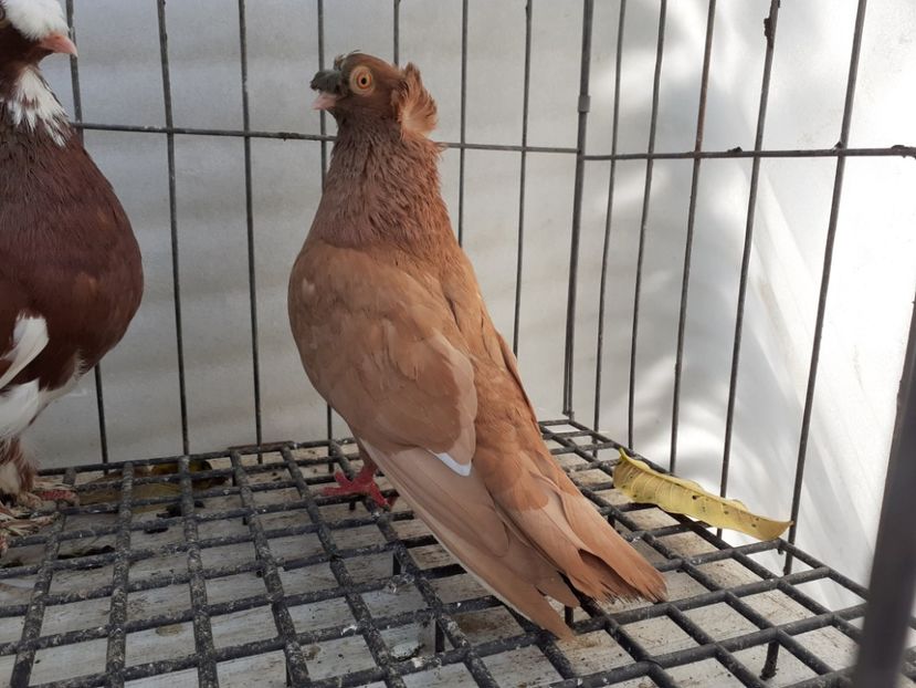  - 8-Jucatorii de Ardeal vechi