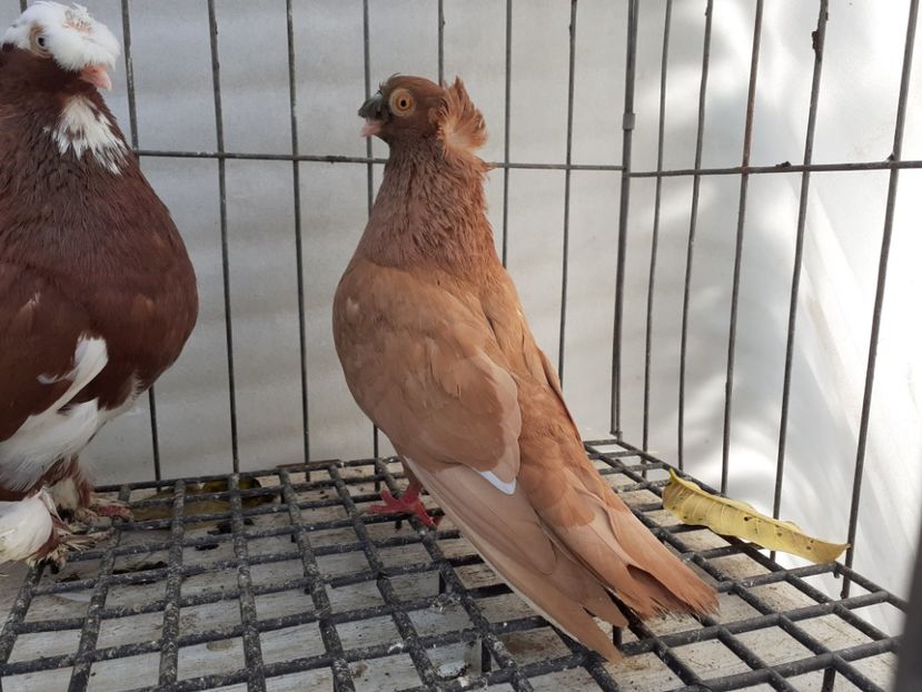  - 8-Jucatorii de Ardeal vechi