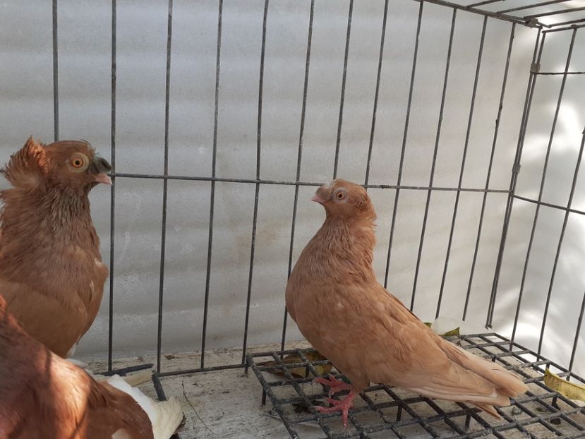  - 8-Jucatorii de Ardeal vechi