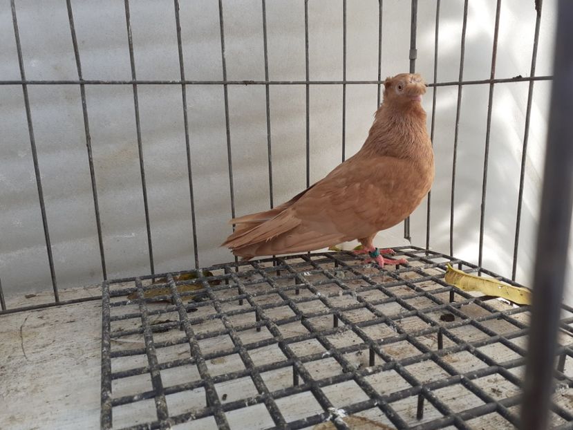  - 8-Jucatorii de Ardeal vechi