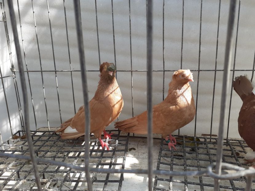  - 8-Jucatorii de Ardeal vechi