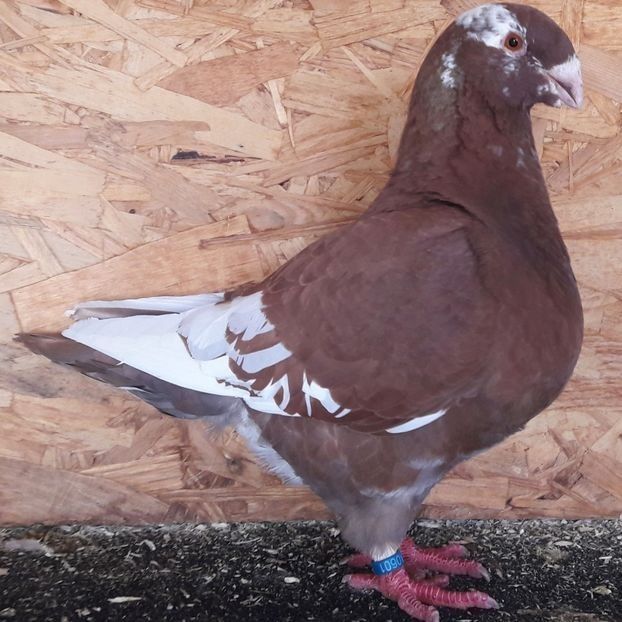  - 3---AGH DAȚI 2019 - 2025