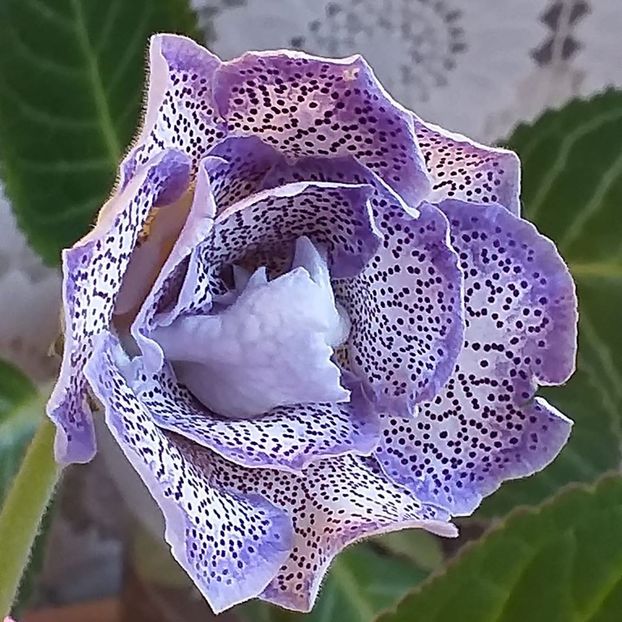 118356362_3203242659757114_3407143356188126482_o - Gloxinia 2020