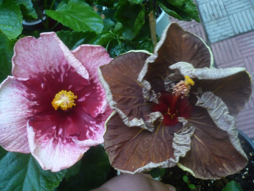 P1450890 - HIBISCUSI 2020-3