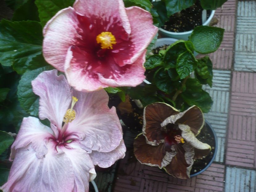 P1450891 - HIBISCUSI 2020-3