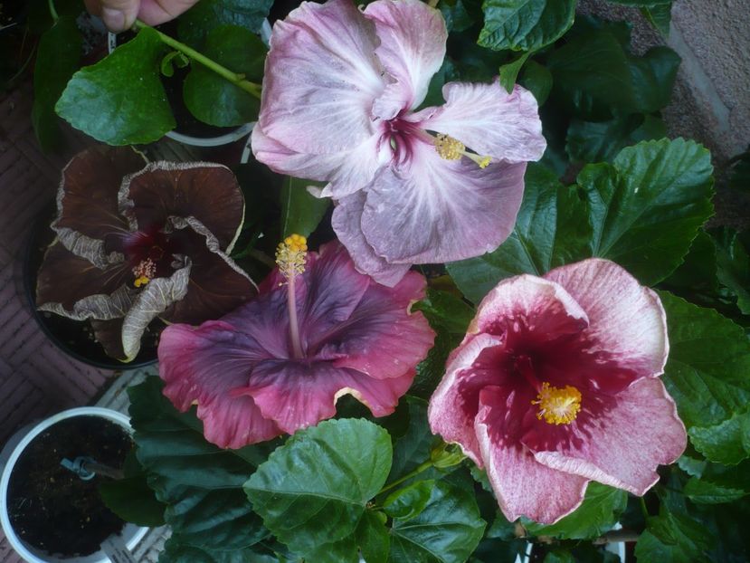 P1450893 - HIBISCUSI 2020-3