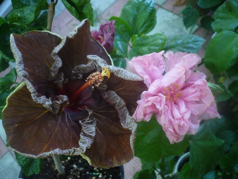 P1450896 - HIBISCUSI 2020-3