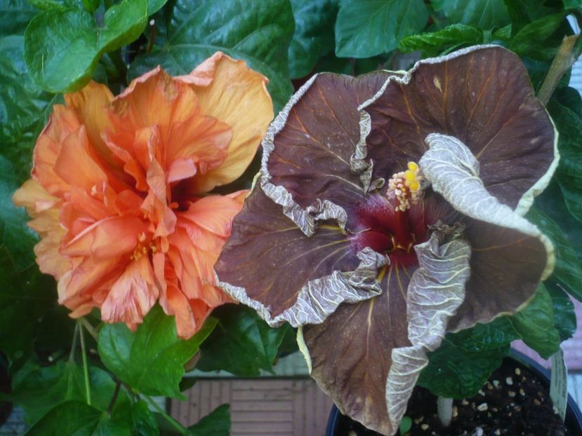 P1450897 - HIBISCUSI 2020-3