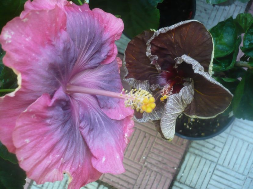 P1450899 - HIBISCUSI 2020-3