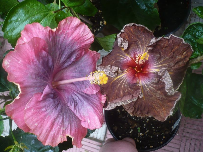 P1450902 - HIBISCUSI 2020-3