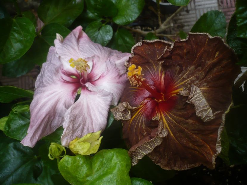 P1450903 - HIBISCUSI 2020-3