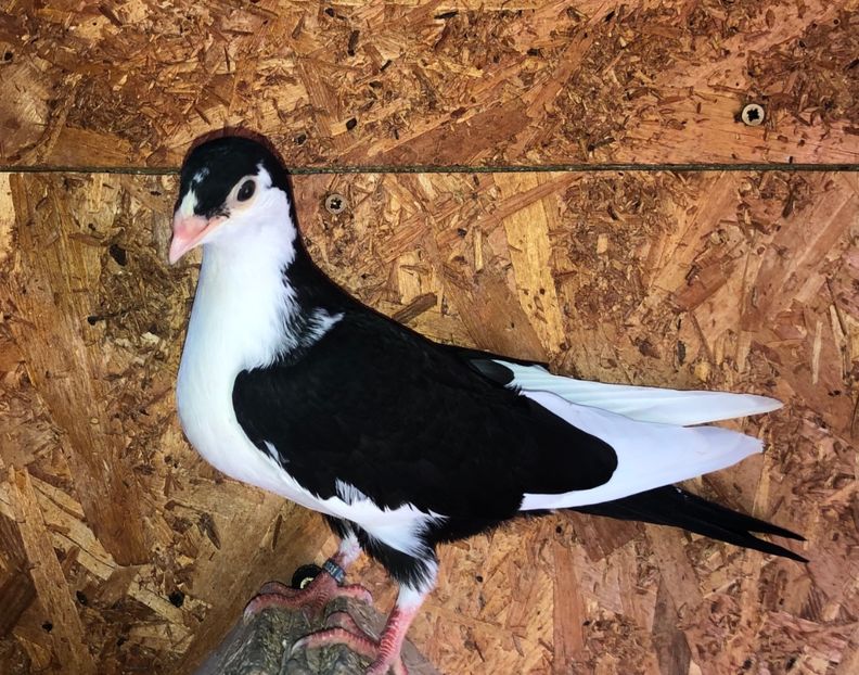 23031  mascul  2020_1 - tineret 2020