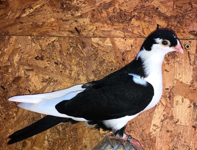 23031  mascul  2020_2 - tineret 2020