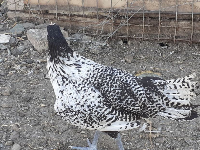 Puicuta - Incrucisari