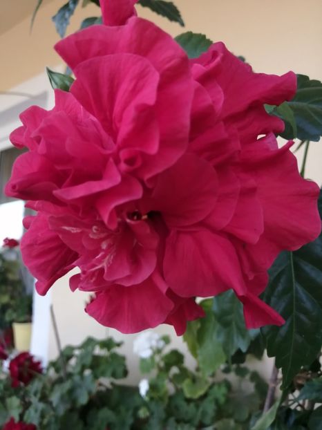  - Balsam pentru suflet