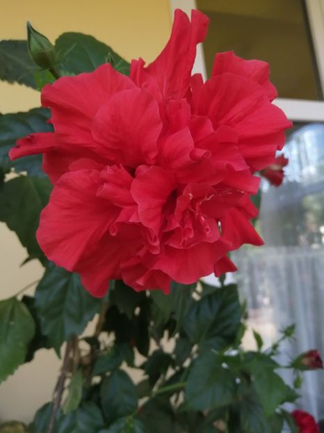  - Balsam pentru suflet