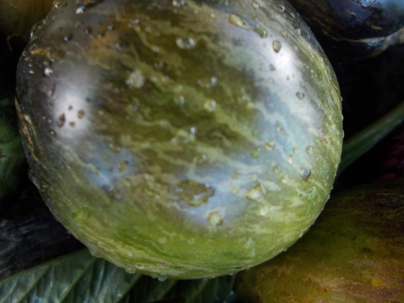  - SEMINTE ROSII - T 514 REBEL STARFIGHTER VT 16