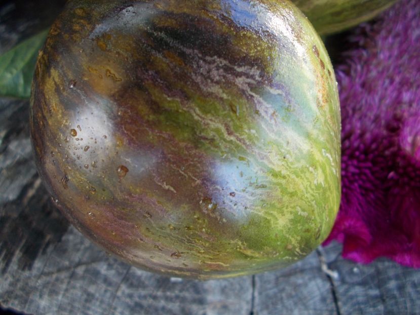  - SEMINTE ROSII - T 514 REBEL STARFIGHTER VT 16