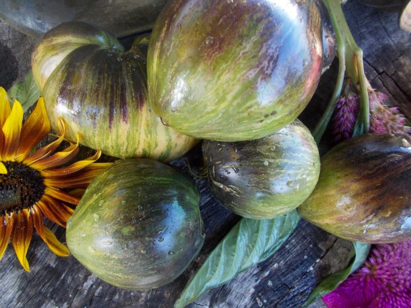  - SEMINTE ROSII - T 514 REBEL STARFIGHTER VT 16