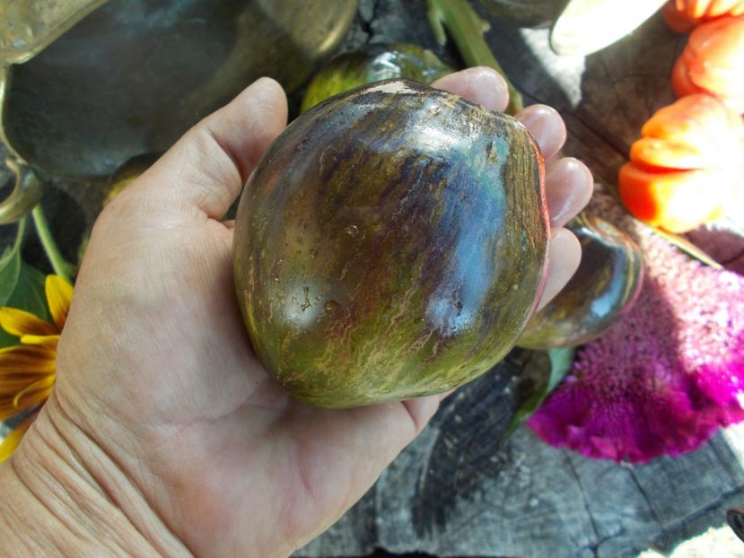  - SEMINTE ROSII - T 514 REBEL STARFIGHTER VT 16